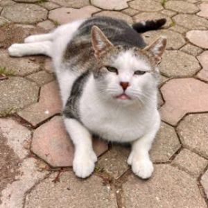 Marvin, Senior Male Domestic Short Hair