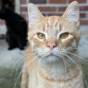 General Tso, Adult Male Domestic Short Hair