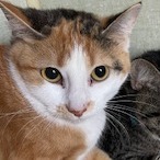 Cinnamon thumbnail 1