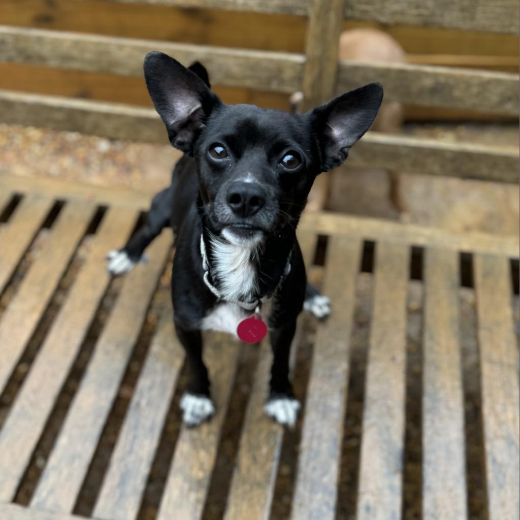 Finbar