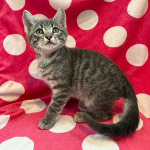 Hi there Come meet us at the Catnip Flea Crawl this Sunday 518 from 10 - 4pm and take us