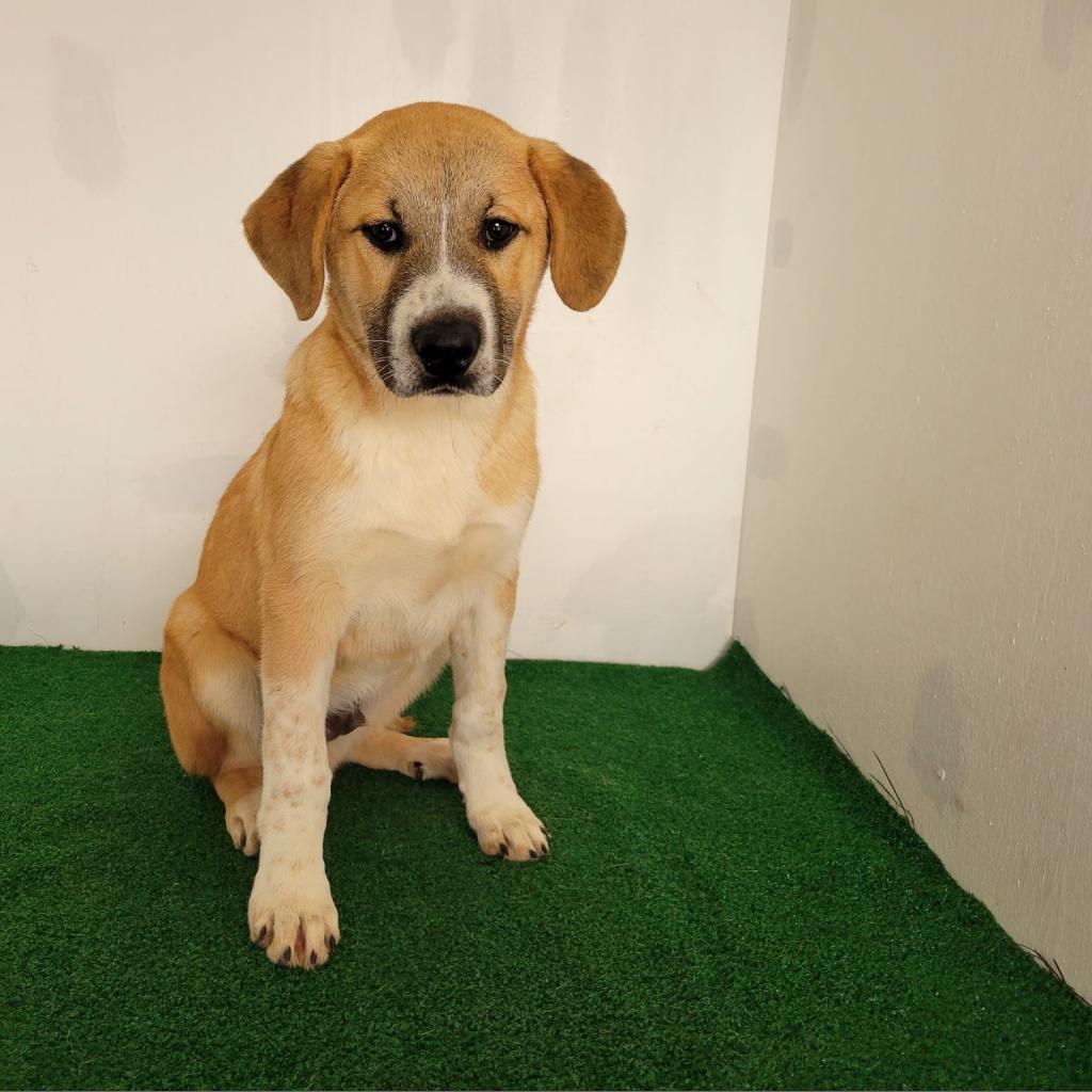 Murray (Max)