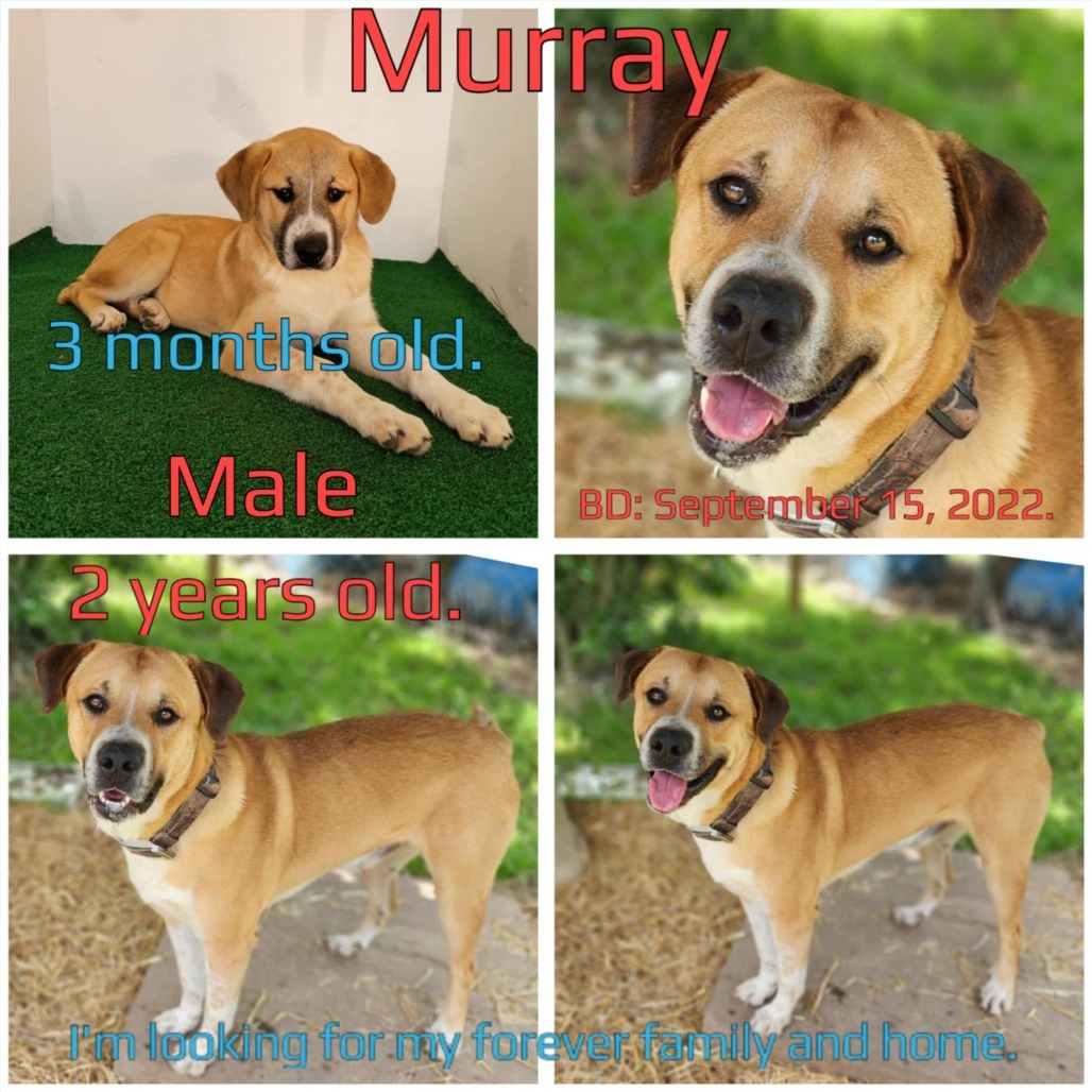 Murray (Max)