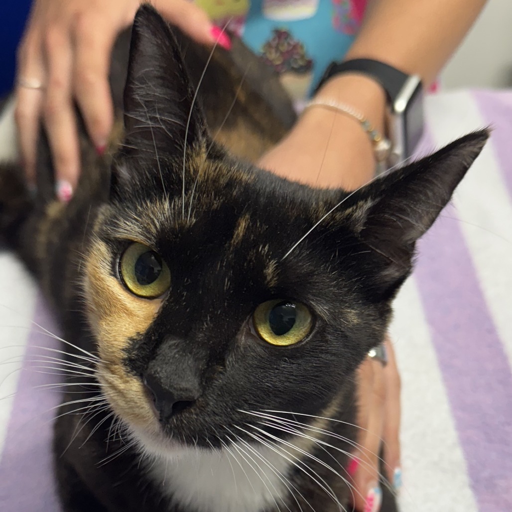 Jellybean, an adoptable Domestic Short Hair in Wahiawa, HI, 96786 | Photo Image 1