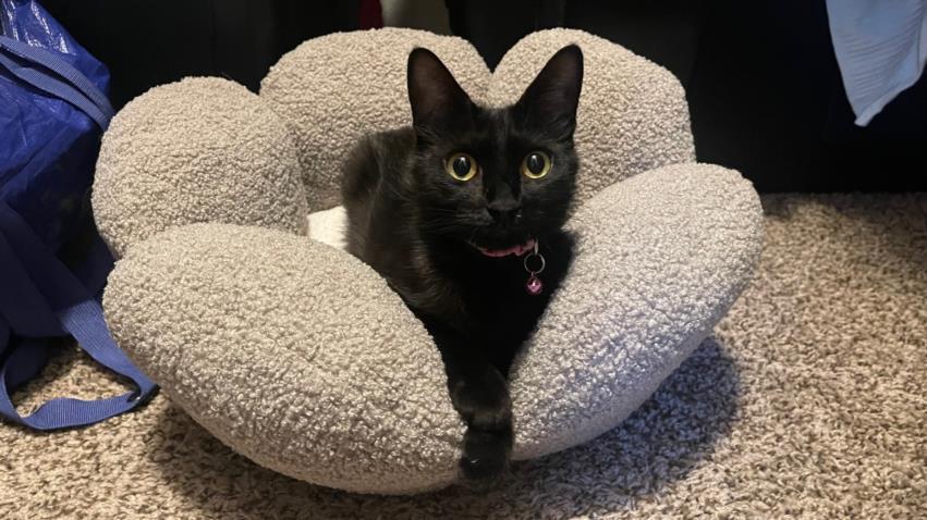 LAVENDER, an adoptable Domestic Short Hair in Las Vegas, NV, 89101 | Photo Image 1