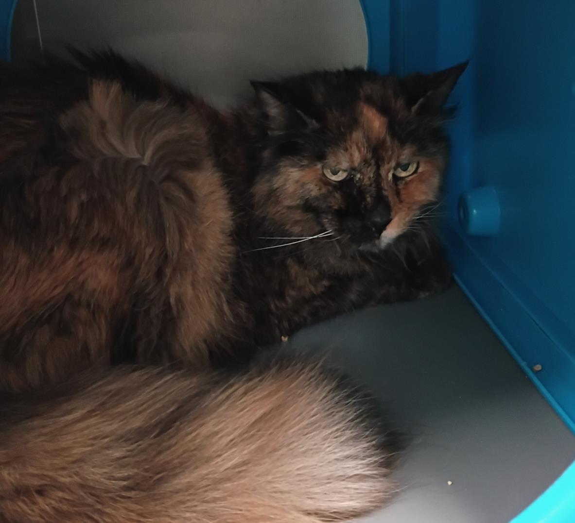LIBERTY, an adoptable Domestic Long Hair in Las Vegas, NV, 89101 | Photo Image 1