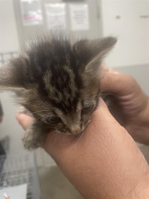 LOKI