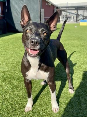 Benji is a super special dog looking for a super special adopter Well loved and well mannered Benj