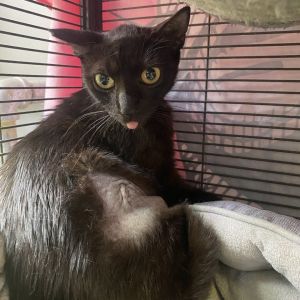 Mama cat/Sinclair, Young Female unknown