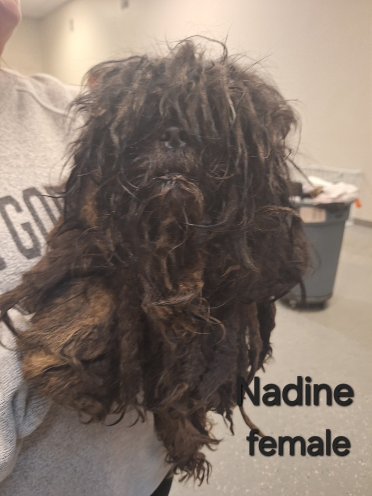 Nadine