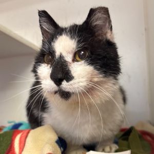Tommy, Senior Male unknown