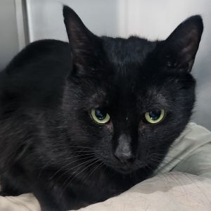 Binx, Adult Male Domestic Short Hair