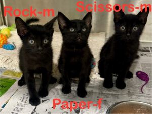 Scissors 25, Baby Male Domestic Short Hair