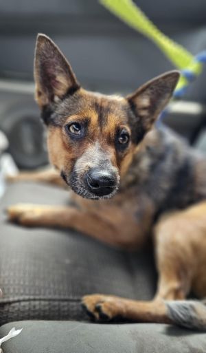Bingo, Adult Female unknown