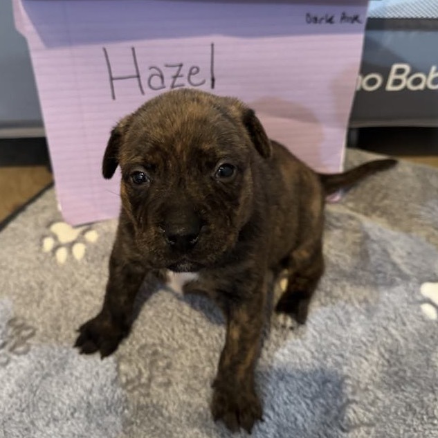 Hazel