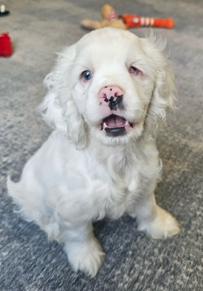 Milo
