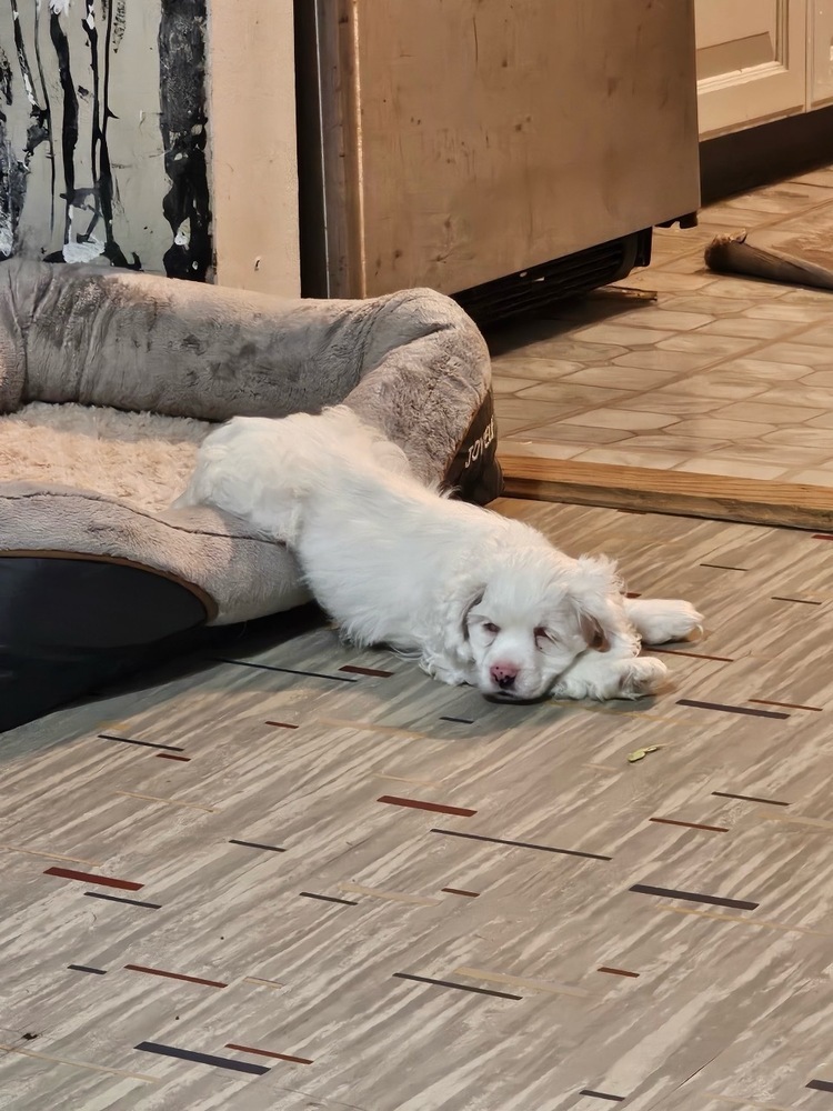 Milo