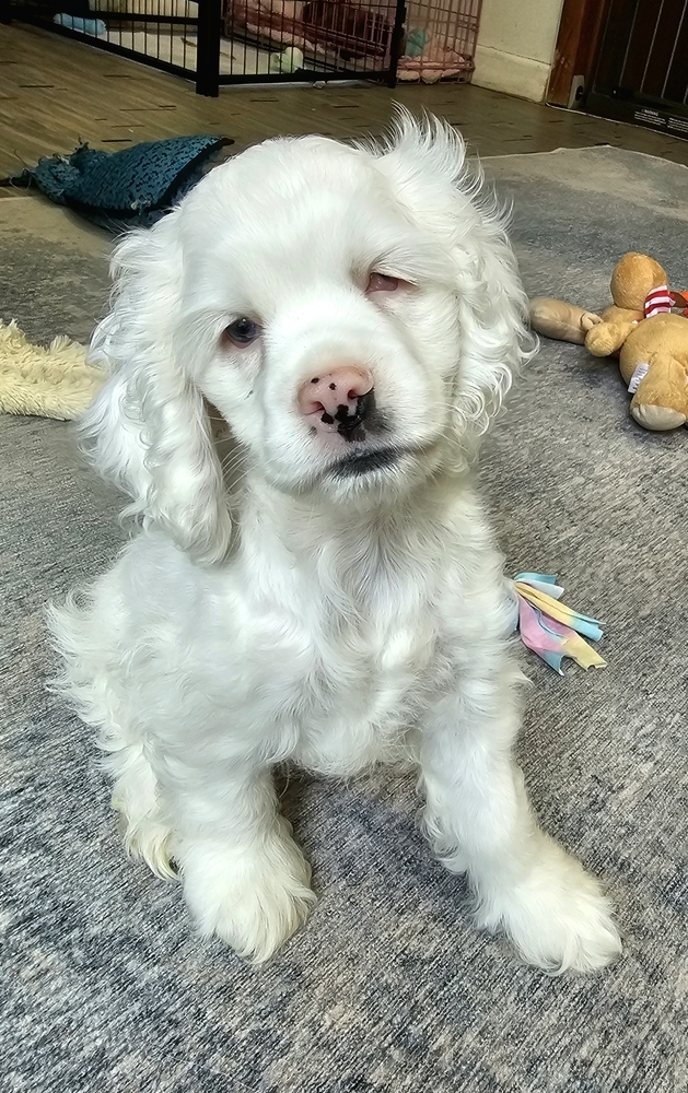 Milo
