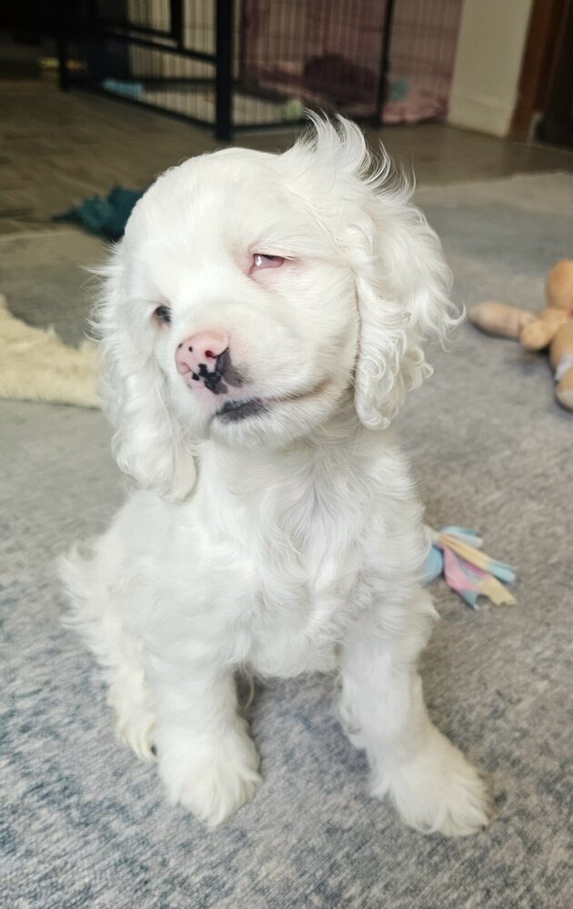 Milo