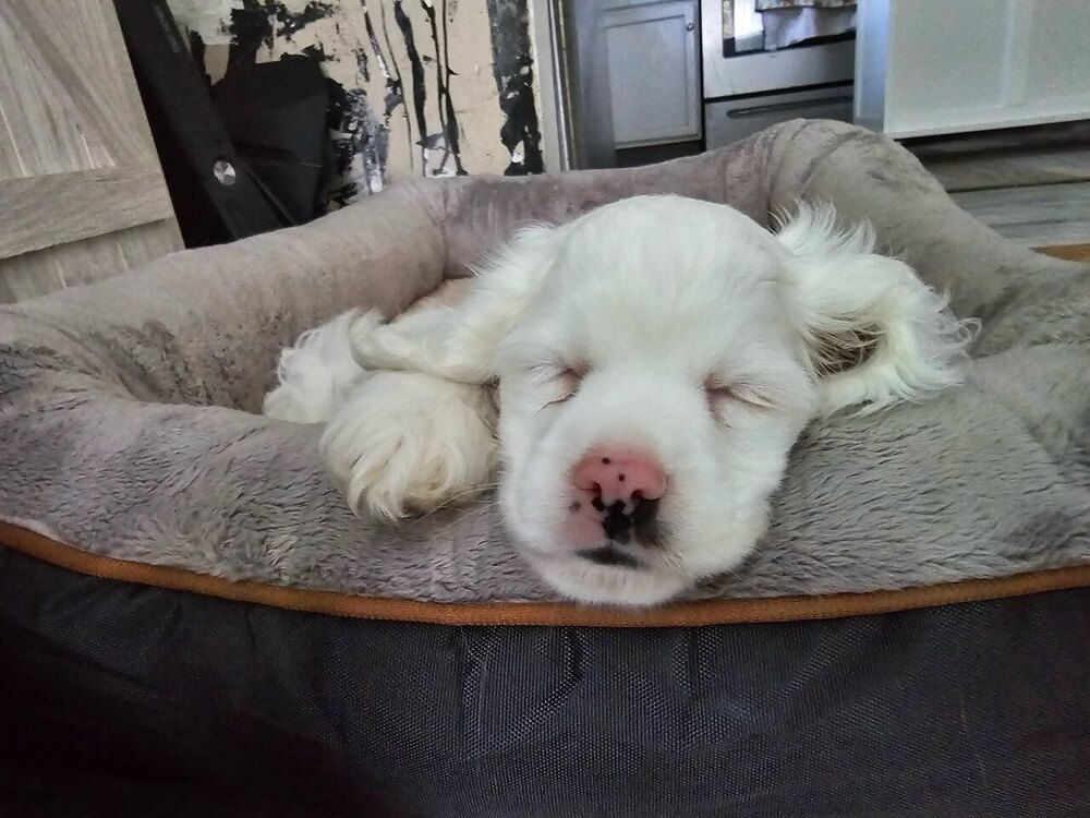 Milo