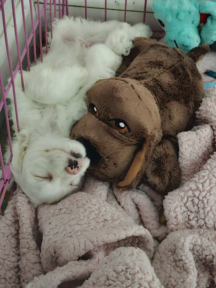 Milo
