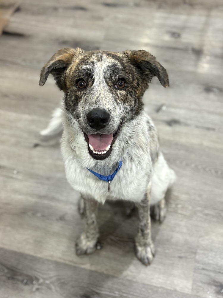 Cash the Charismatic