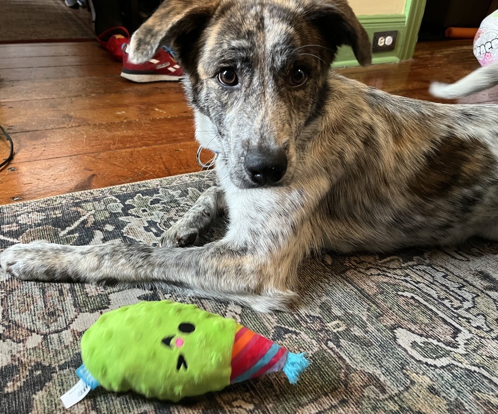 Cash the Charismatic