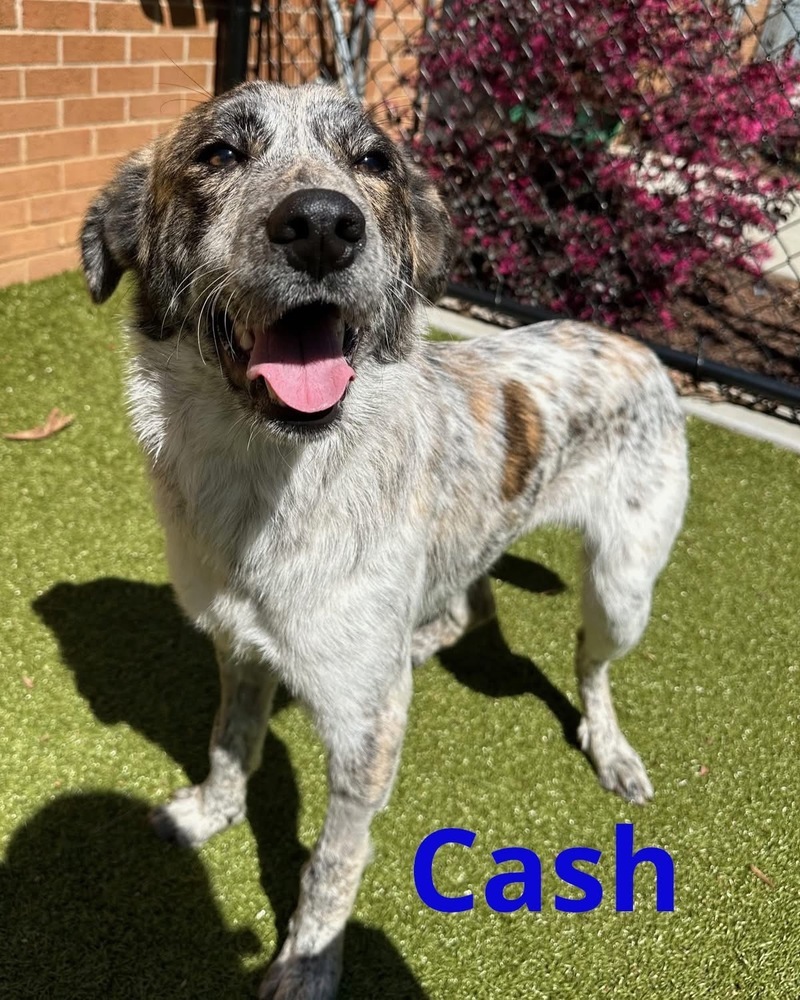 Cash the Charismatic
