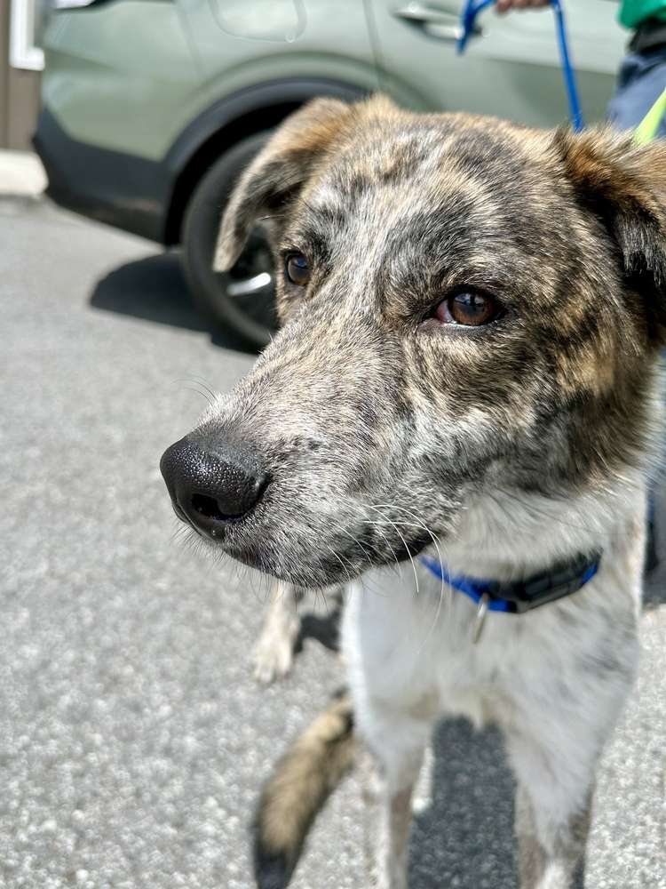 Cash the Charismatic