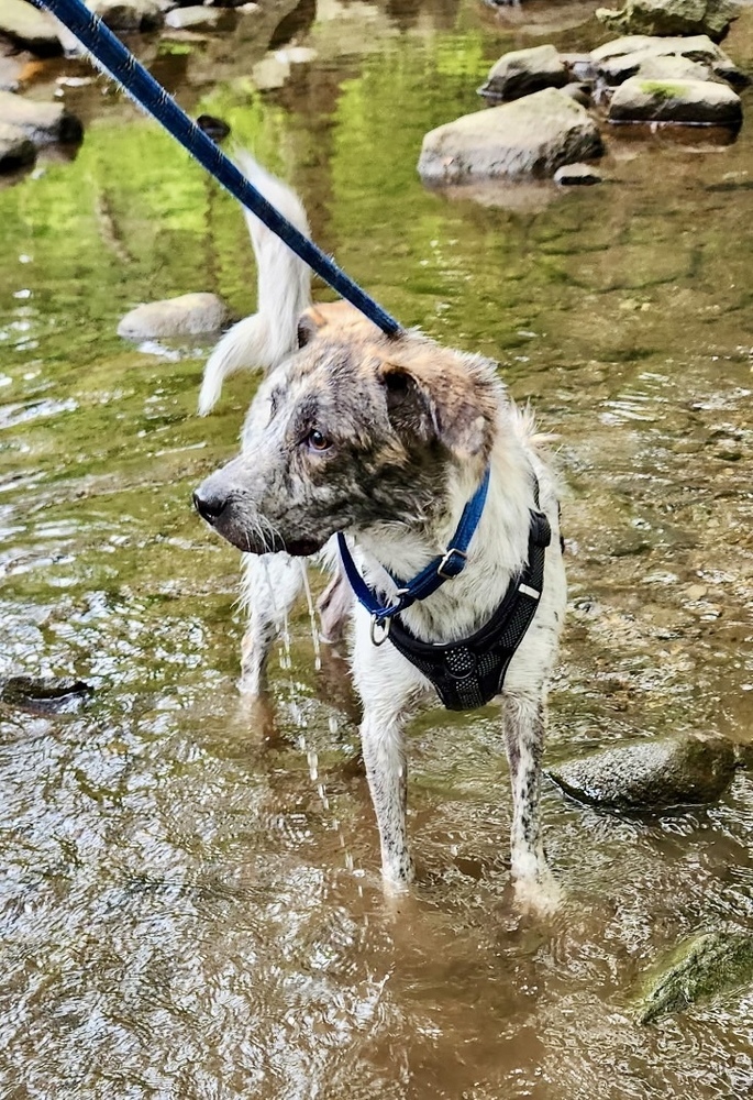 Cash the Charismatic