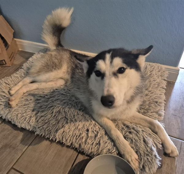 Koda Bear photo 1