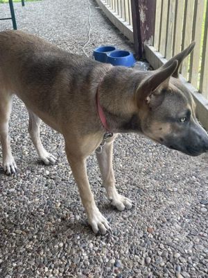 NALA, Young Female German Shepherd Dog