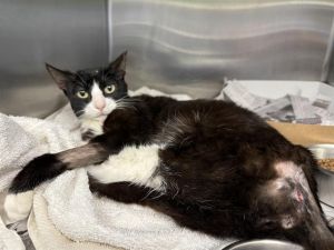 CHARITY, Young Female Domestic Short Hair