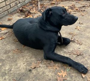 A755208, Young Male Labrador Retriever