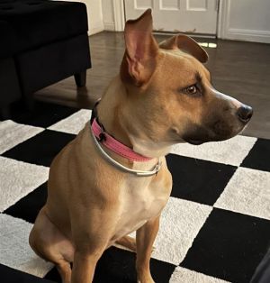 BELLA, Young Female unknown