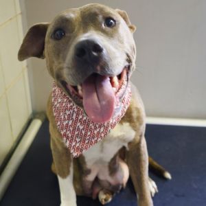BRIDGETTE, Young Female American Staffordshire Terrier
