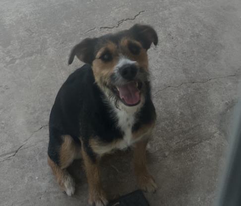 ESTRELLA