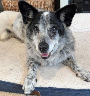 TIMOTHY, Senior Male unknown