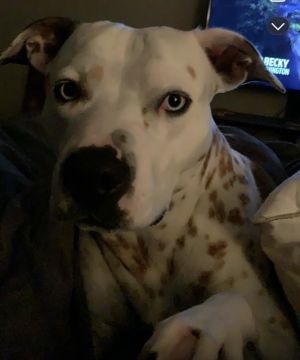 ZEUS, Senior Male unknown