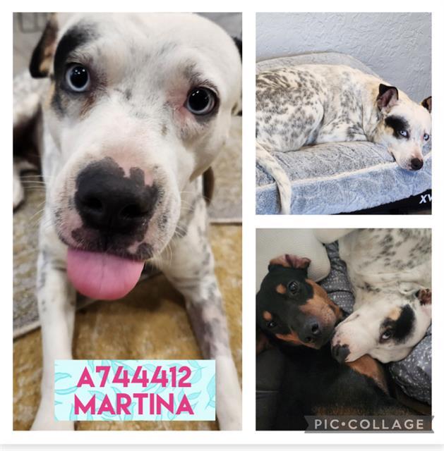 MARTINA