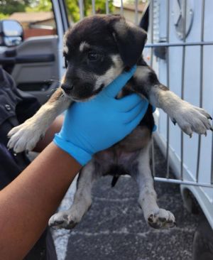 MR. HERRIMAN, Baby Male Labrador Retriever