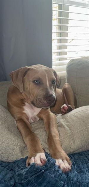 BLAKE, Young Male Staffordshire Bull Terrier