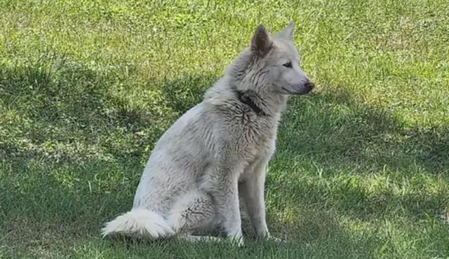 STELLA