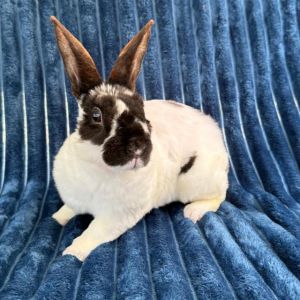 ROVER, Young Male Bunny Rabbit