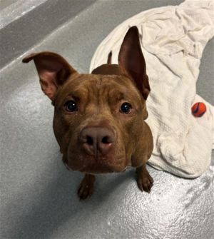 LOUIE, Adult Male Pit Bull Terrier