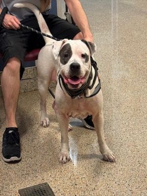 Meet Patches Sadly her owner passed away and nobody was able to care for her anymore She misses he
