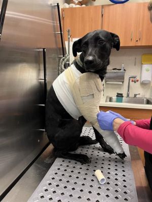NINO Labrador Retriever Dog