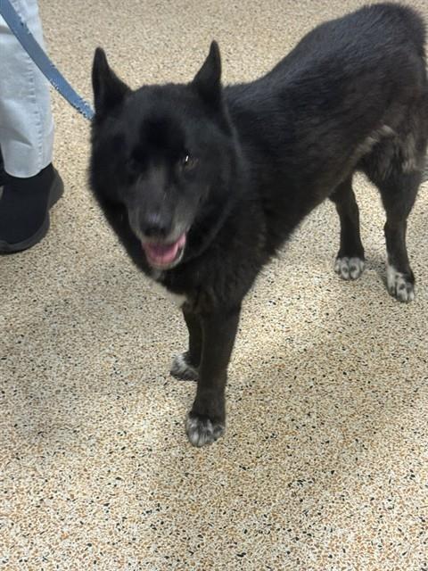 SCOOBY, an adoptable Schipperke, Siberian Husky in Miami, FL, 33122 | Photo Image 1
