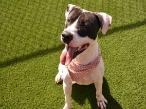 Hi there Im Bruce and Im basically a big wiggly bundle of love wrapped in fur If youre looking 