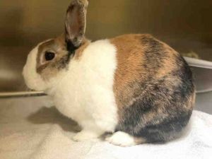 COOKIE, Adult Female Bunny Rabbit